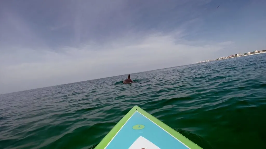 Paddle Boarding in Destin Florida -Dolphins