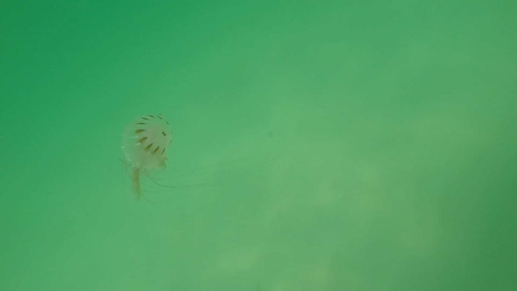 Paddle Boarding in Destin Florida - Huge Jellyfish