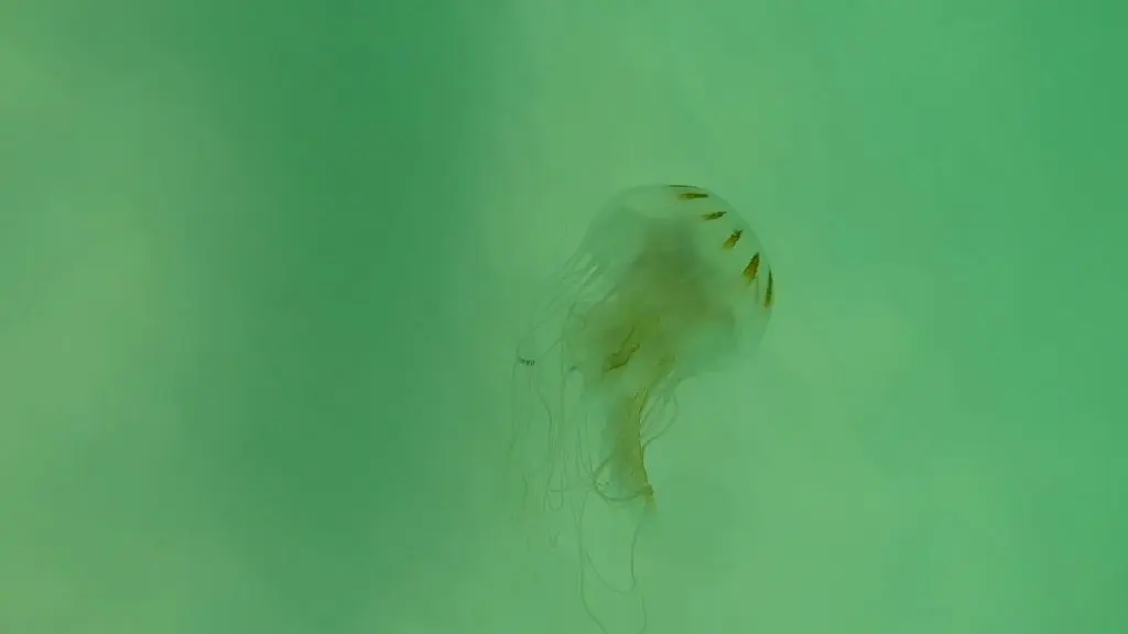 Paddle Boarding in Destin Florida - JellyFish back view