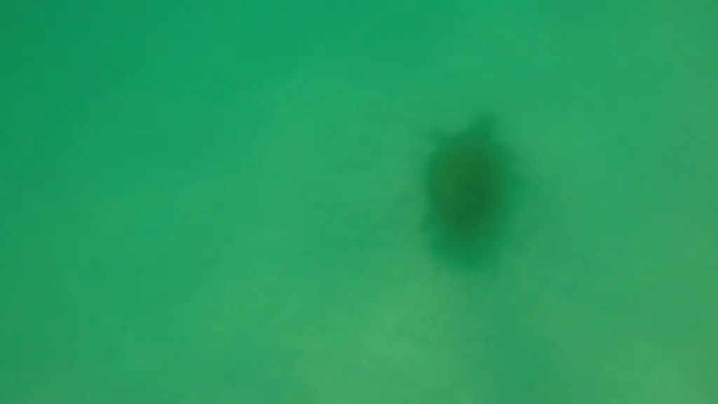 Paddle Boarding in Destin Florida -Sea Turtle on bottom
