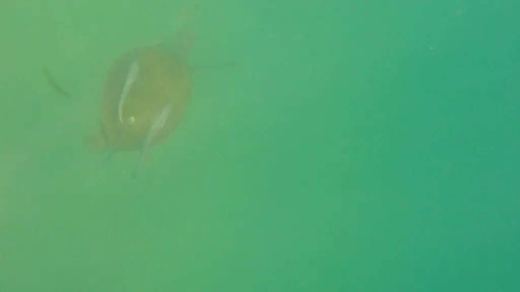 Paddle Boarding in Destin Florida -Sea Turtle with fish on back