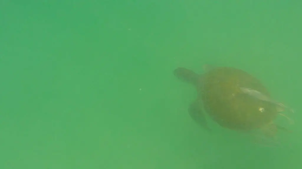 Paddle Boarding in Destin Florida -Sea Turtle below board