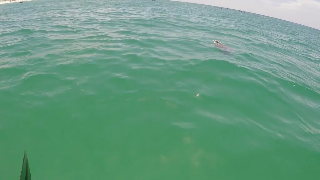 Paddle Boarding in Destin Florida -Sea Turtle up for air