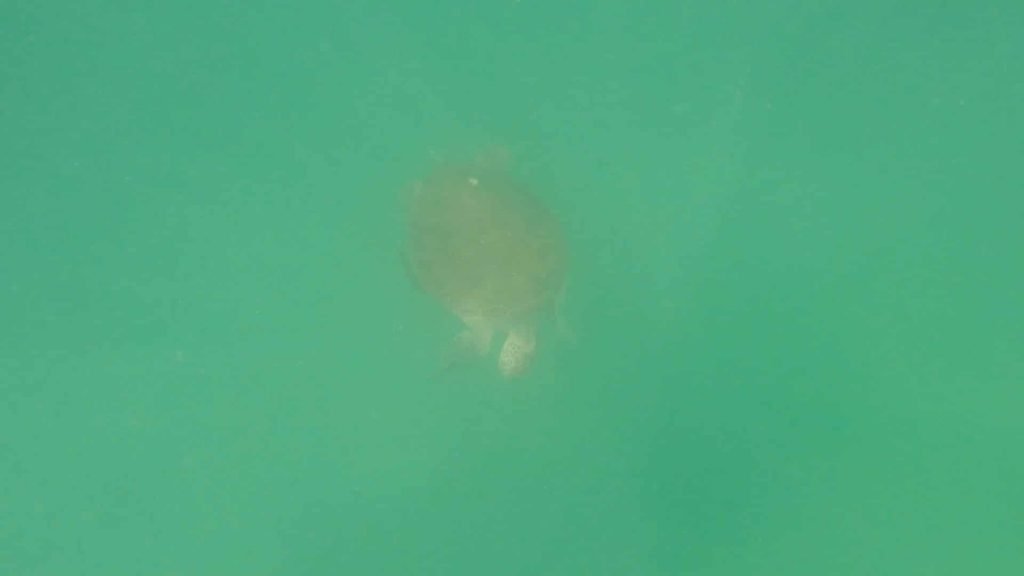 Paddle Boarding in Destin Florida -Sea Turtle below