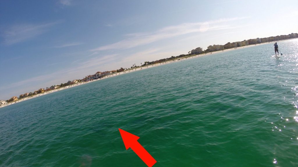 Paddle Boarding in Destin Florida - Sharks