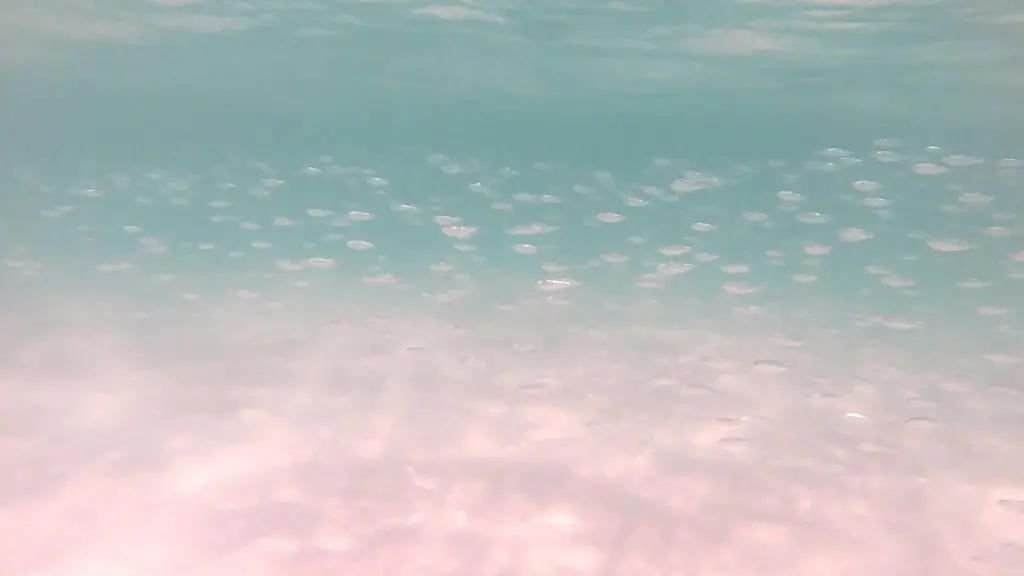 swarming fish