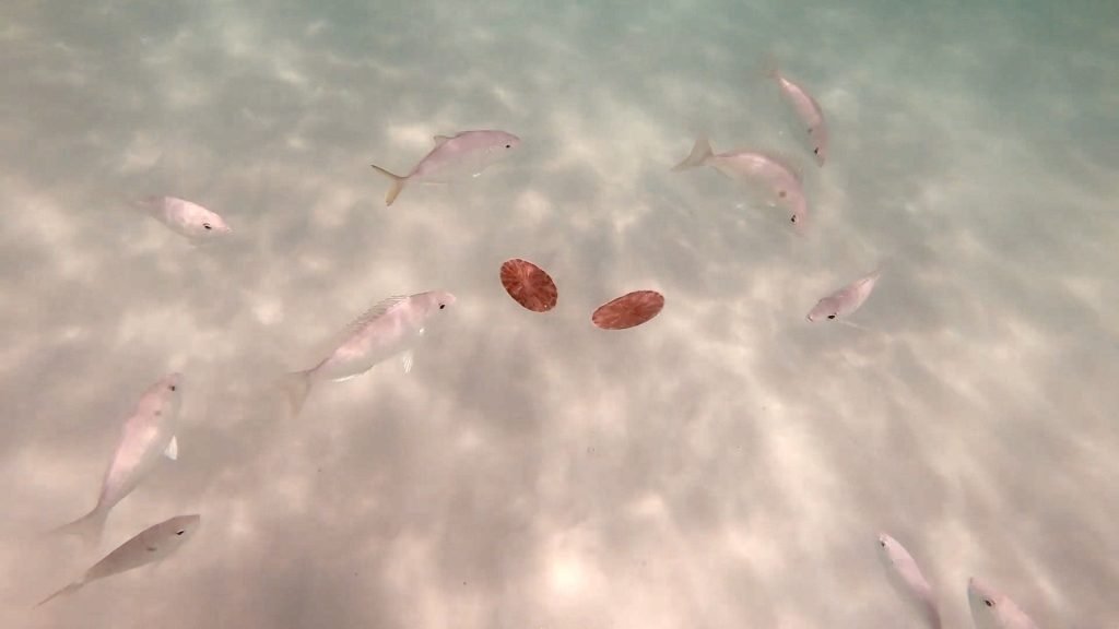 how to find starfish - fish attacking sand dollars