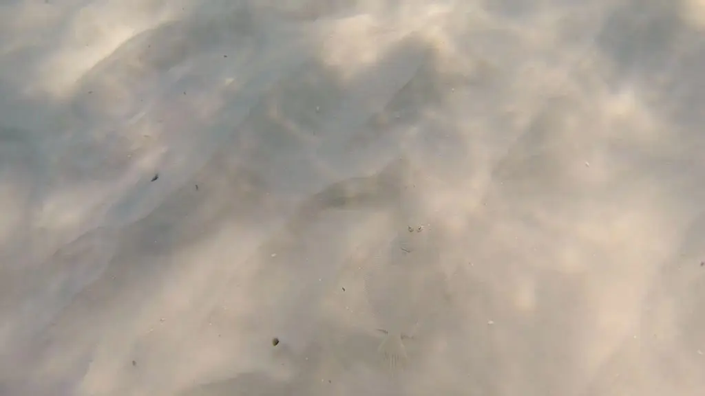 how to find starfish - beach sand flounder