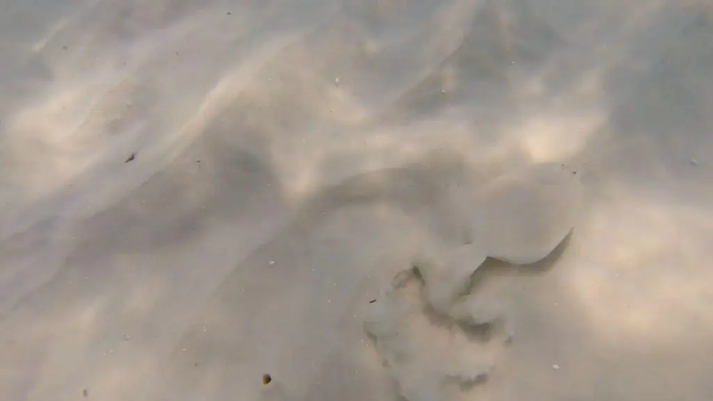 beach sand flounder 2