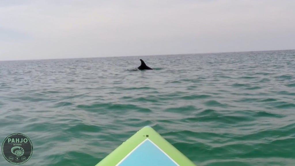 dolphins while paddle boarding in Destin, Florida