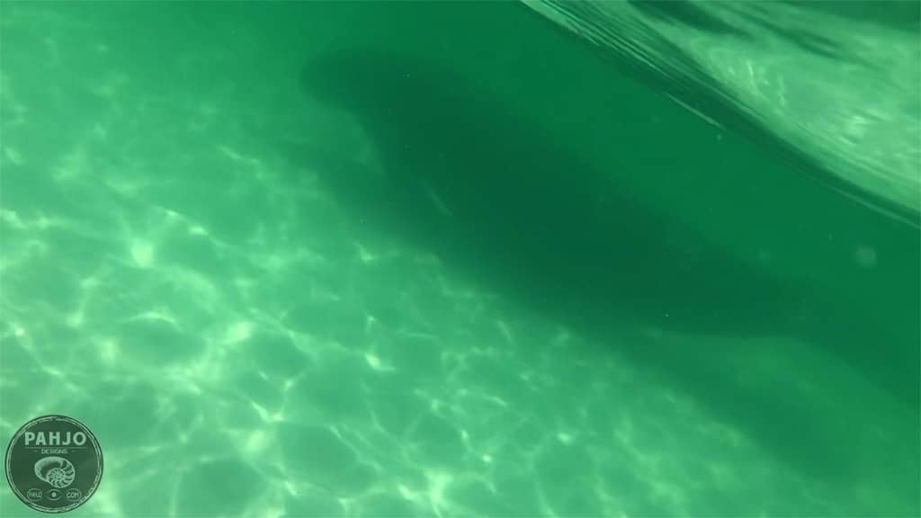 manatee swimming in Destin, Florida